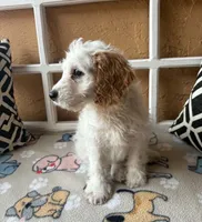 Marlin, a male Cockapoo and Cocker Spaniel for sale in Spring Hill, FL – 6 of 8