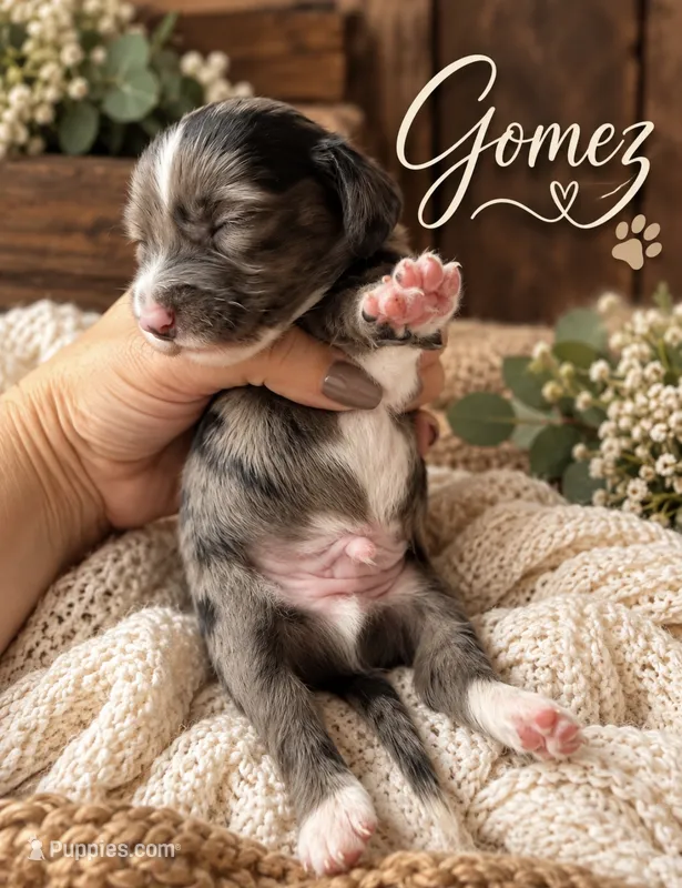 Gomez – Miniature Dachshund puppy for sale in Spring Hill, FL