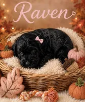 Raven , a female Miniature Bernedoodle and Miniature Aussiedoodle for sale in Spring Hill, FL – 4 of 9