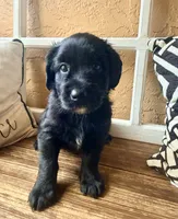 Selene (purple) , a female Miniature Bernedoodle and Miniature Aussiedoodle for sale in Spring Hill, FL – 4 of 10