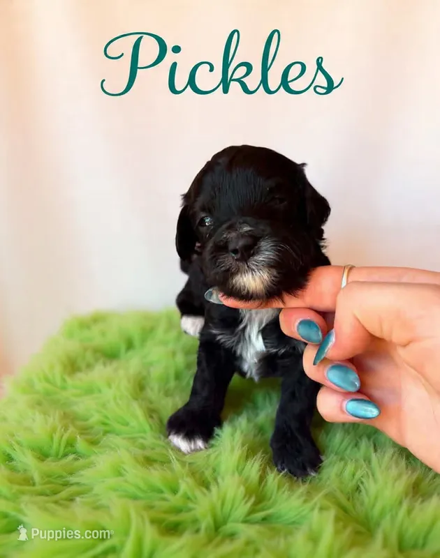 Micro mini Pickles  – Miniature Goldendoodle puppy for sale in Spring Hill, FL