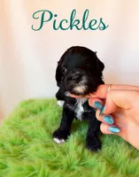Pickles , a male Miniature Goldendoodle for sale in Spring Hill, FL – 1 of 10