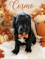 Cosmo, a male Miniature Bernedoodle and Miniature Goldendoodle for sale in Spring Hill, FL – 2 of 9