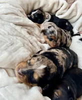 Sterling, a male Toy Australian Shepherd and Miniature Aussiedoodle for sale in Spring Hill, FL – 4 of 8