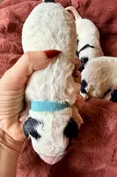 Turquoise collar , a female Poodle - Toy  and Miniature Goldendoodle for sale in Spring Hill, FL – 9 of 10