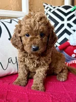 Micro mini Mint green , a female Miniature Goldendoodle for sale in Port Richey, FL – Photo 1 of 10