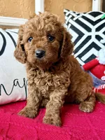 Micro mini Mint green , a female Miniature Goldendoodle for sale in Port Richey, FL – Photo 3 of 10