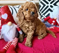 Micro mini Mint green , a female Miniature Goldendoodle for sale in Port Richey, FL – Photo 4 of 10