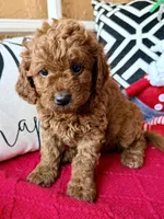 Micro mini Mint green , a female Miniature Goldendoodle for sale in Port Richey, FL – Photo 2 of 10