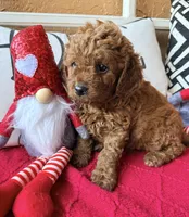 Micro mini Mint green , a female Miniature Goldendoodle for sale in Port Richey, FL – Photo 5 of 10