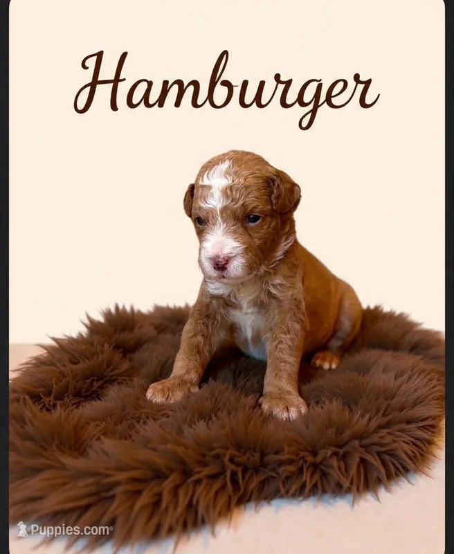 Burger Micro Mini  – Miniature Goldendoodle puppy for sale in Spring Hill, FL