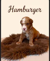 Micro Mini Burger, a male Miniature Goldendoodle for sale in Spring Hill, FL – 1 of 10