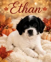 Ethan , a male Cavapoo for sale in Spring Hill, FL – 5 of 10