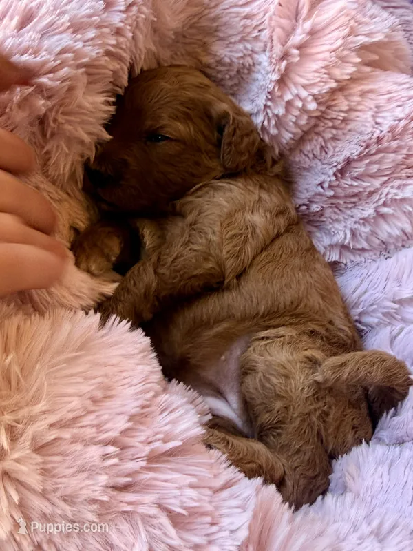 Starla – Miniature Bernedoodle puppy for sale in Spring Hill, FL