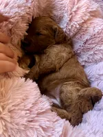 Starla, a female Miniature Bernedoodle for sale in Spring Hill, FL – 1 of 10