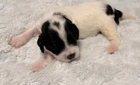 Ethan , a male Cavapoo for sale in Spring Hill, FL – 4 of 10