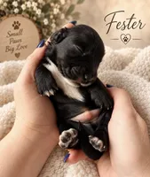 Fester , a male Miniature Dachshund for sale in Spring Hill, FL – 6 of 10