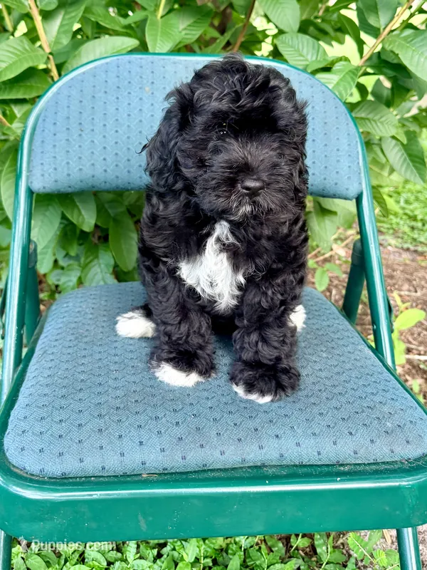 Cosmo – Miniature Bernedoodle, Miniature Goldendoodle puppy for sale in Spring Hill, FL