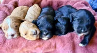Lincoln, a male Miniature Bernedoodle for sale in Spring Hill, FL – 10 of 10