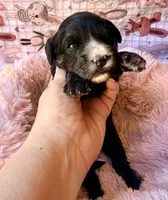 Liberty, a female Miniature Bernedoodle for sale in Spring Hill, FL – 8 of 10