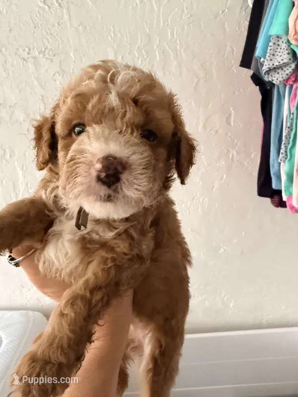 Micro Mini Burger – Miniature Goldendoodle puppy for sale in Spring Hill, FL