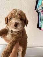 Burger, a male Miniature Goldendoodle for sale in Spring Hill, FL – 1 of 10
