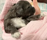 Ella, a female Cavapoo for sale in Spring Hill, FL – 4 of 10