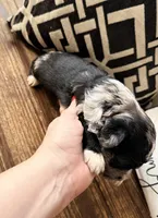 Slate Toy, a male Toy Australian Shepherd and Miniature Aussiedoodle for sale in Spring Hill, FL – 3 of 10