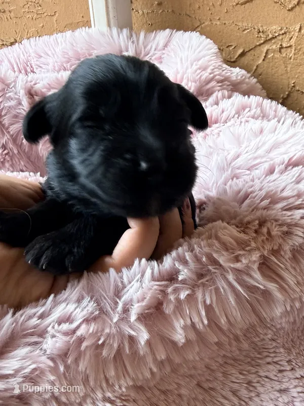Astra – Miniature Bernedoodle, Miniature Aussiedoodle puppy for sale in Spring Hill, FL