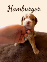 Micro Mini Burger, a male Miniature Goldendoodle for sale in Spring Hill, FL – 3 of 10