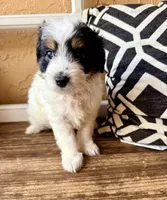 Shadow (Tiny) , a male Toy Australian Shepherd and Miniature Aussiedoodle for sale in Spring Hill, FL – 7 of 10