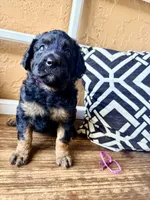 Vega, a female Miniature Bernedoodle and Miniature Aussiedoodle for sale in Spring Hill, FL – 8 of 10