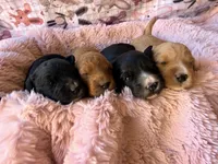 Reagan, a female Miniature Bernedoodle for sale in Spring Hill, FL – 10 of 10