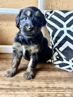 Lyra, a female Miniature Bernedoodle and Miniature Aussiedoodle for sale in Spring Hill, FL – 5 of 10