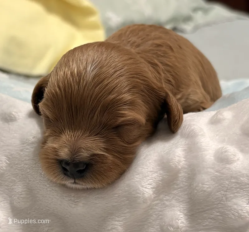 Erin  – Cavapoo puppy for sale in Spring Hill, FL