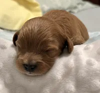 Erin , a male Cavapoo for sale in Spring Hill, FL – 1 of 10
