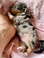 Skye, a female Toy Australian Shepherd and Miniature Aussiedoodle for sale in Spring Hill, FL – 10 of 10