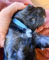 Jackson, a male Miniature Bernedoodle for sale in Spring Hill, FL – 10 of 10