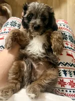 Echo , a male Cavapoo for sale in Spring Hill, FL – 2 of 10