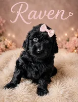 Raven , a female Miniature Bernedoodle and Miniature Aussiedoodle for sale in Spring Hill, FL – 3 of 9