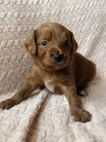 Luca (blue) , a male Miniature Goldendoodle for sale in Port Richey, FL – Photo 2 of 9