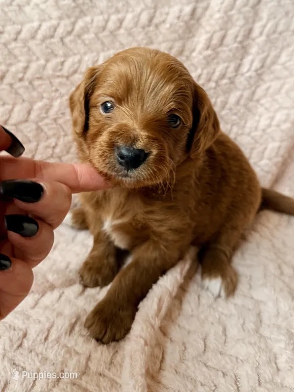 Luca (blue)  – Miniature Goldendoodle puppy for sale in Port Richey, FL