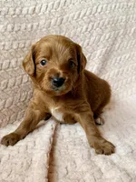 Luca (blue) , a male Miniature Goldendoodle for sale in Port Richey, FL – Photo 9 of 9