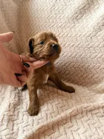 Luca (blue) , a male Miniature Goldendoodle for sale in Port Richey, FL – Photo 4 of 9