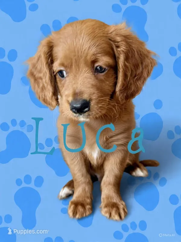 Luca (blue)  – Miniature Goldendoodle puppy for sale in Port Richey, FL