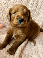 Luca (blue) , a male Miniature Goldendoodle for sale in Port Richey, FL – Photo 6 of 9