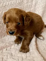 Luca (blue) , a male Miniature Goldendoodle for sale in Port Richey, FL – Photo 7 of 9