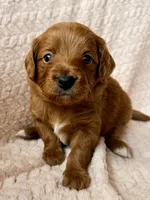 Luca (blue) , a male Miniature Goldendoodle for sale in Port Richey, FL – Photo 5 of 9