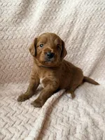 Luca (blue) , a male Miniature Goldendoodle for sale in Port Richey, FL – Photo 3 of 9