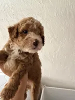Burger, a male Miniature Goldendoodle for sale in Spring Hill, FL – 2 of 10